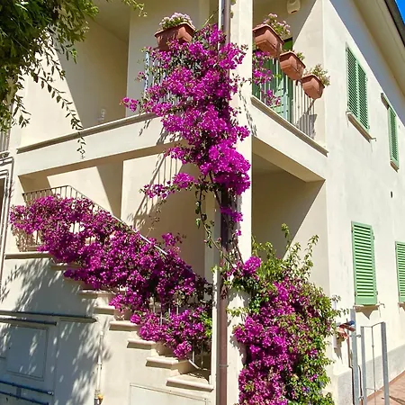 Camelia * San Vincenzo